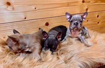 Francouzsky buldoček - 9