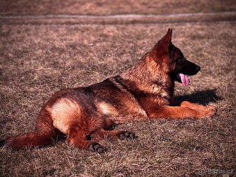 Německý ovčák - 9ti měsíční fenka s PP - 9