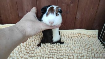 Morčata, morče, morčátka kluci i holky - 9