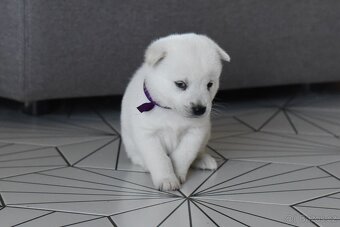 Kishu Inu štěňata s PP FCI - odběr na Vánoce - 9