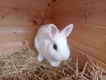 Zakrslý Hototský bílý s rodokmenem ČSCH - 3 úžasní kluci - 9