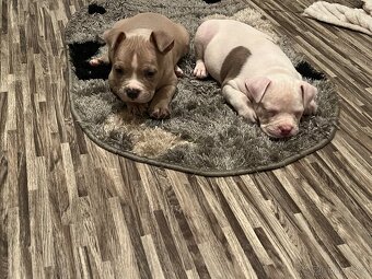 American bully pocket - 9