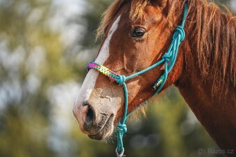 Klisna sportovního knabstruppera - 9