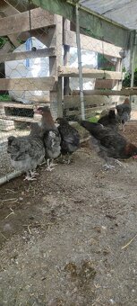 Marans modrá kohoutci - 9