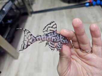 L 236 Super White - dospelá skupinka - 9