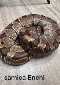 Krajta královská(python regius) - 9