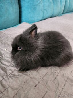 Zakrslý králík - 9
