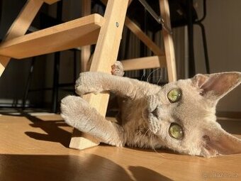 Devon Rex - 9