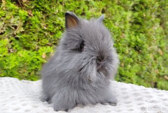 Zakrslý králík, králíček - TEDDY - OLAF, OLIVER, OLINA - 9
