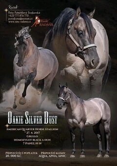 LUXUSNÍ QUARTER HORSE GRULLO HOMOZYGOT NA ČERNOU - 9