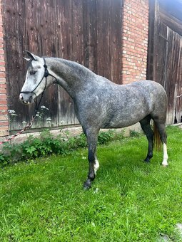 Pony kobylka aj pre najmenších - 9