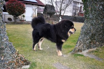 Tibetská doga - štěňátka s PP - rezervace 2025/2026 - 9