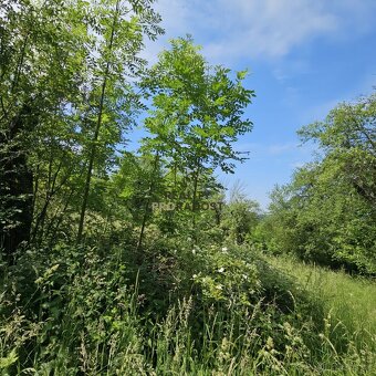 Prodej ovocného sadu 4 253 m2 v Koryčanech - 9