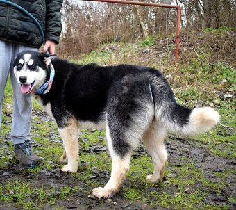 TAMINO K ADOPCI - SKORO ROČNÍ, S DVOUBAREVNÝMA KUKADLAMA - 9