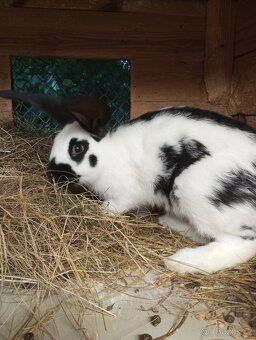 Německý obrovitý strakáč NOS a kříženci obrů - 9