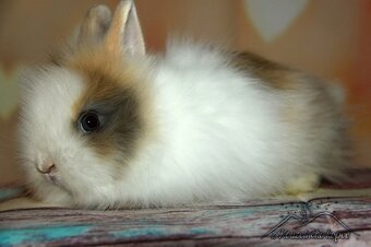 Zakrslí králíčci Teddy s VP (Vánoční miminka)-doprava po ČR - 9