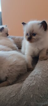Ragdoll kotatka - 9