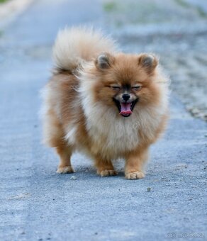 Pomeranian s PP - 9