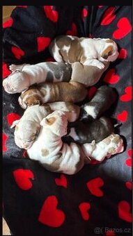 Americký stafordšírský teriér s PP - 9