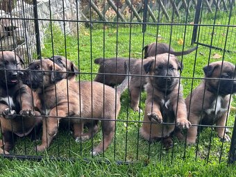 Belgický ovčák malinois s PP - štěně - 9
