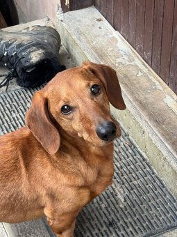 Nabízíme jezevčíka bez PP ke krytí - 9