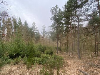 Lesní pozemek Sudkovice - 9