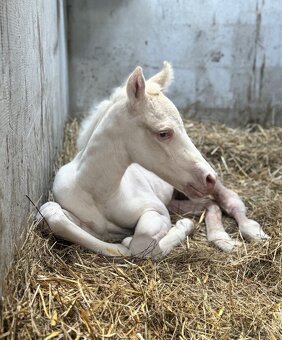 Cremello klisnička s odznaky s reining/cutting původem - 9