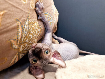 Sphynx koťata - 9