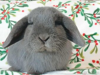 Volná samička - Anglický Zakrslý Beránek MiniLop🍑🧡🤍 - 9