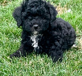 Maltipoo - 9