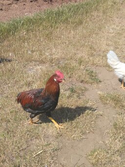 Kohouti Vlašky koroptví a Leghorn - 9