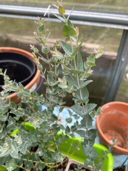 Prodej Eukalyptů - 9