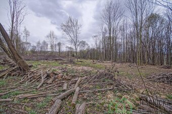 Prodej pozemku v obci Terezín u Mikulovic - 9