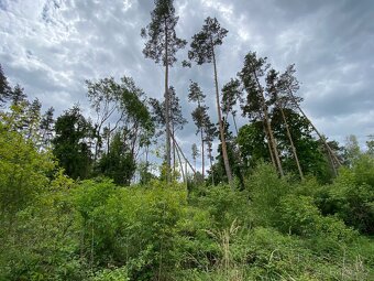 Lesní pozemek Lštění nad Zubřinou - 9