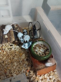 Potkani a barevné myšky - 9