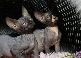 Sphynx - 9