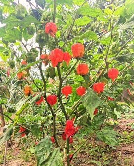 Chilli pasta - Kája Ostrá - 9