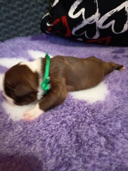 Bostonský teriér colorred - 9