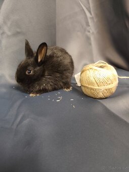 Vymazlení zakrslí králíčci - teddy, minilop, beranek, kratko - 9