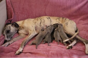 Whippet / Vipet s PP - 9