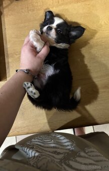 Chlapečkové čivava s PP FCI - 9