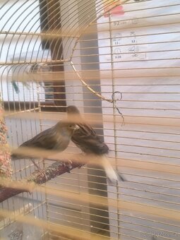 Prodám zebry chůvy,kanáři. - 9