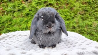 Zakrslý beránek, králíček, králík - PIPER - 9