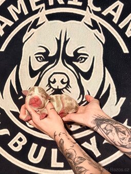 American Bully XL Tricolor - 9