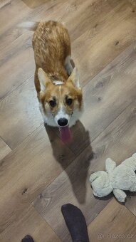 Welsh Corgi Pembroke - 9