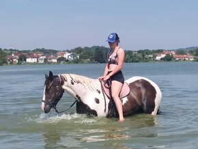 Luxusní PAINT Horse plemeník, DOUBLE HOMOZYGOT - 9