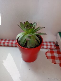 sazenice netřesků 8kč za kus,držáky na truhlíky,ačokča semen - 9