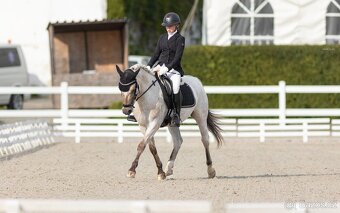 Pony valach do sportu - 9