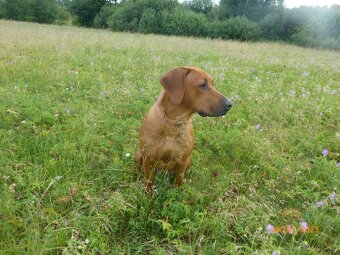 Prodám štěňátko Rhodeského ridgebacka s PP - 9