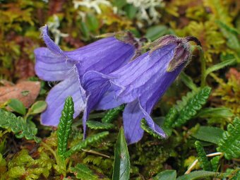 Prodám skalničky,trvalky a zahr.orchideje. - 9